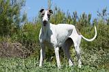 GREYHOUND 042